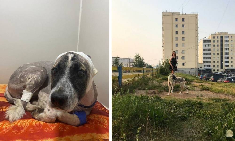 Известная певица взяла себе чудом выжившую собаку из Петрозаводска