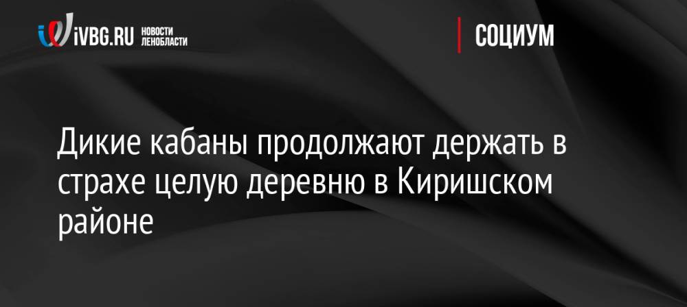 Дикие кабаны продолжают держать в страхе целую деревню в Киришском районе