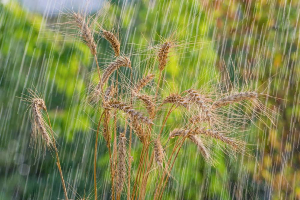 Благоприятные погодные условия улучшают прогнозы урожая пшеницы и ячменя