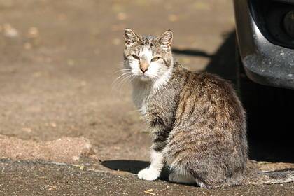Более 330 кошек умерли в Великобритании от неизвестной болезни