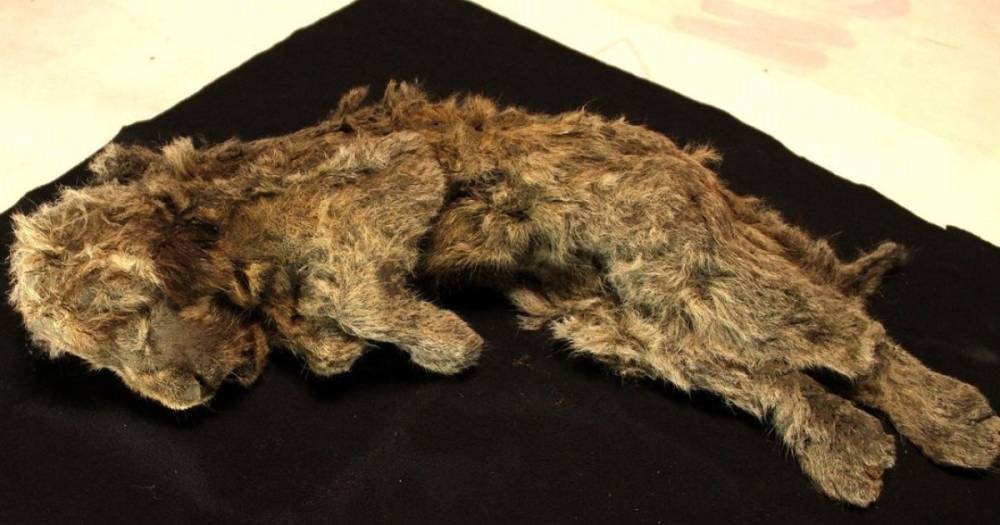 Сохранились даже усы: в Сибири нашли львенка из ледникового периода