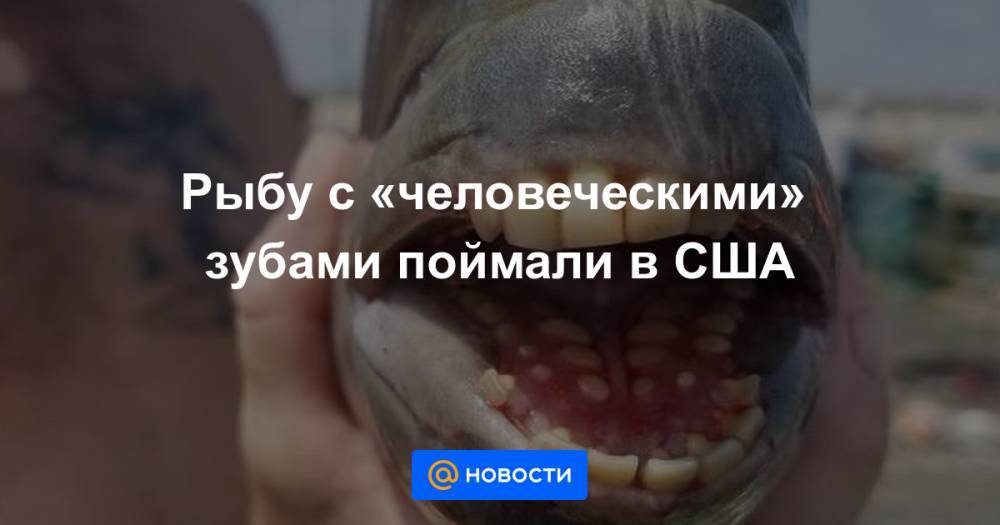 Рыбу с «человеческими» зубами поймали в США