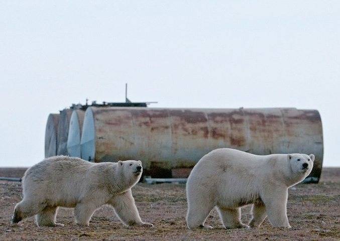 Власти ЯНАО сообщили подробности перевозки белых медведей, осаждающих местных жителей