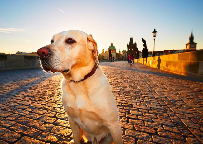 Статистика: сколько собак живет в Праге, самые популярные породы и клички