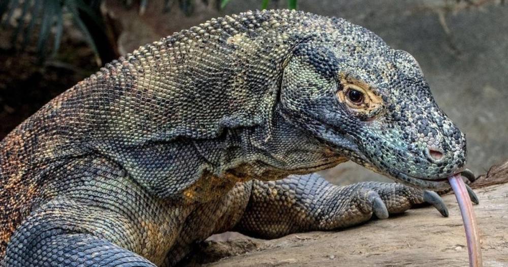 Экологи возмущены: в Индонезии открылся "Парк юрского периода" с комодскими драконами