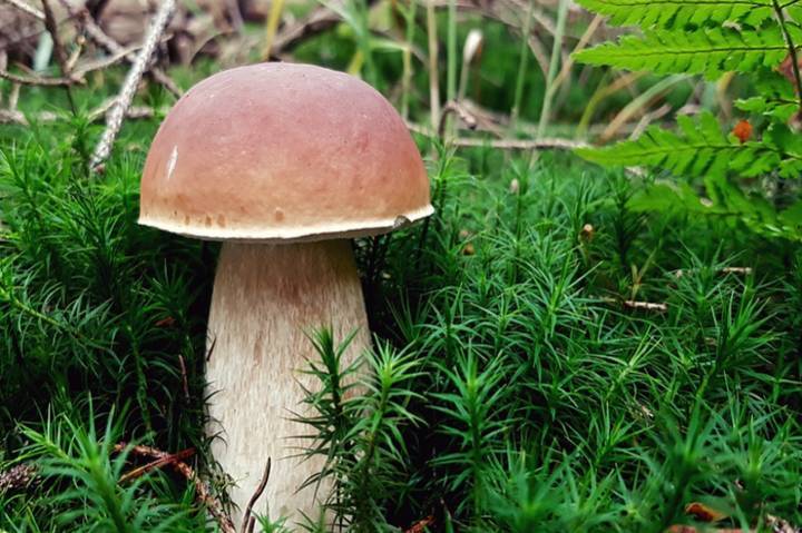 Петербургский зоолог рассказал о самых урожайных грибных местах