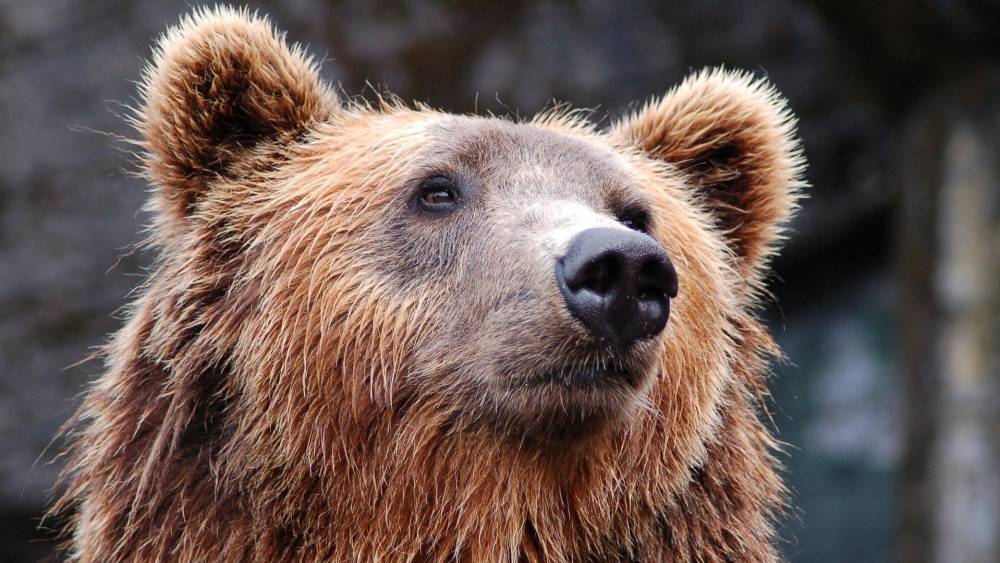 Видео ужинающих вдвоем россиянина и медведя поразило иностранцев