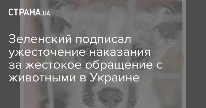 Зеленский подписал ужесточение наказания за жестокое обращение с животными в Украине