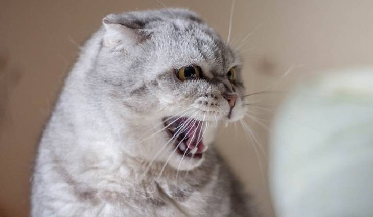 Сотни кошек в Британии погибли от загадочной болезни