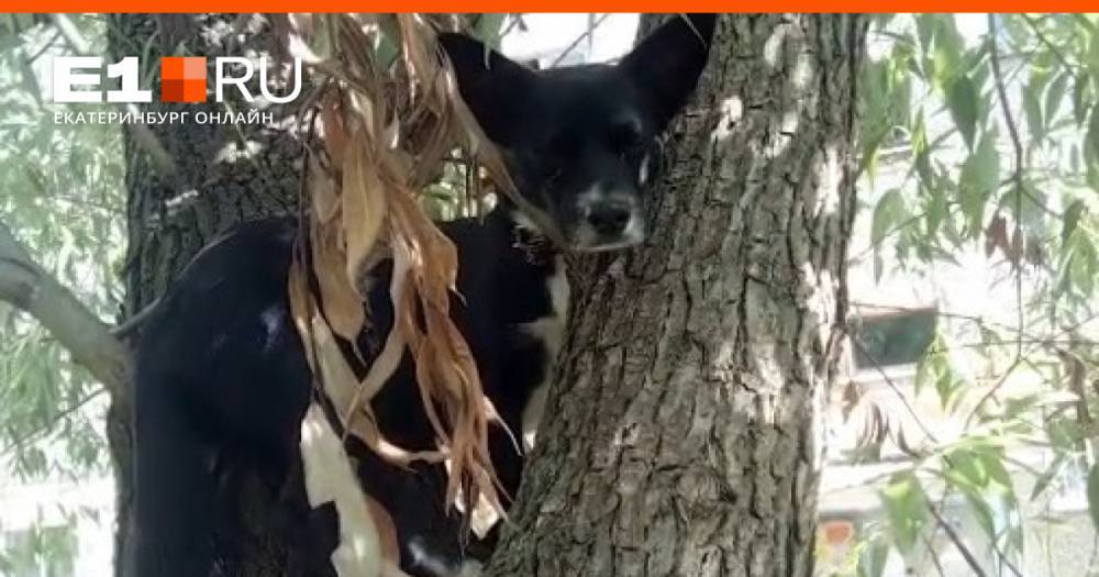 В Екатеринбурге зоозащитники спасли с дерева... собаку. Публикуем видео с высоты двух этажей
