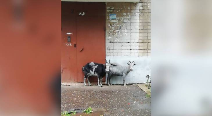 "Если что могу взять на передержку": в Брагино разгуливают козы
