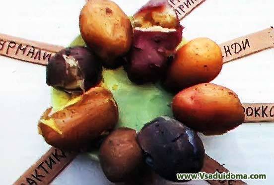 Обзор и отзывы агронома о сортах картофеля – от вкуса до урожайности