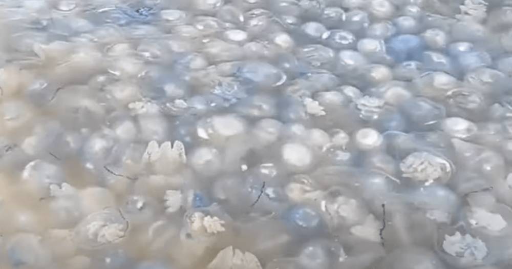 "Повсюду обрывки ядовитых щупалец": в Кирилловке продолжается нашествие медуз (видео)