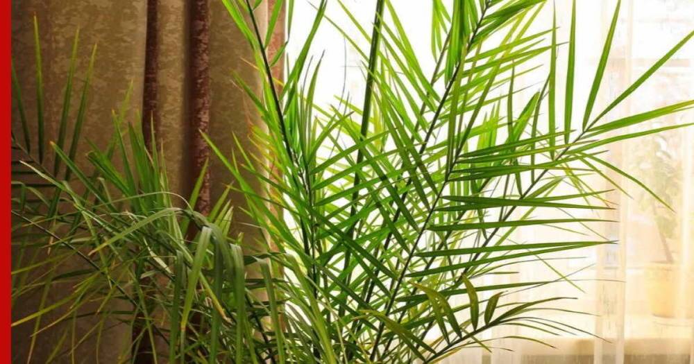 Домашние тропики: пять комнатных пальм, которые сможет вырастить каждый
