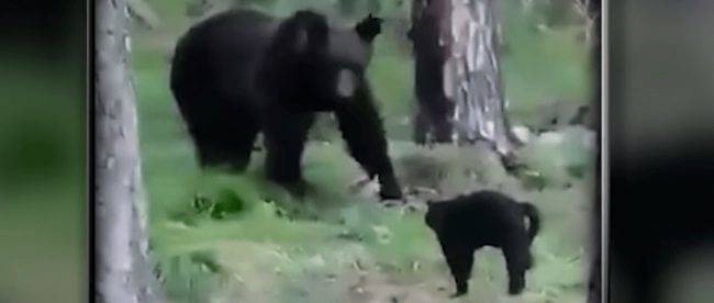 «Вася, нам не надо столько мяса»: домашний кот прогнал медведя в лес (видео)