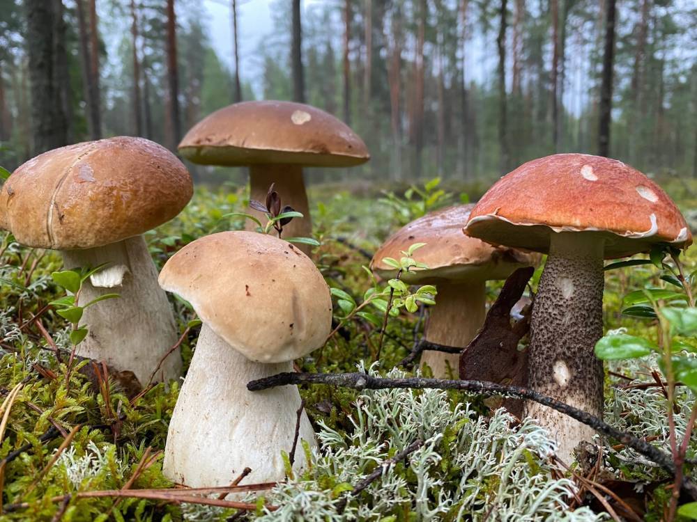 Жители Ленобласти и Санкт-Петербурга продолжают находить грибы и ягоды в лесах — фото
