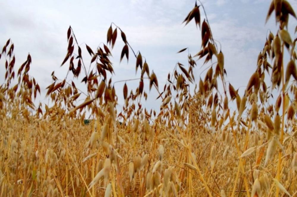 Ученые помогут повысить урожайность в Хабаровском крае