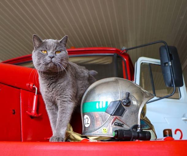 В МЧС по Коми рассказали о коте-пожарном