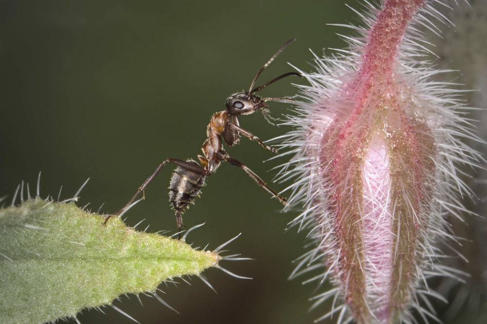 Учёные рассказали, что муравьи могут быть «личностью»