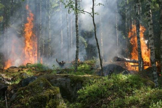 Специалисты из Карелии направлены на помощь в тушении огня в Якутии