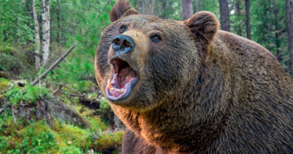 Медведь напал на жителя Сахалина и помял его автомобиль