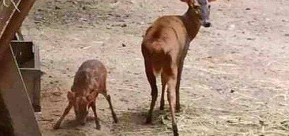 В Одесском зоопарке у семьи мини-оленей появился детёныш