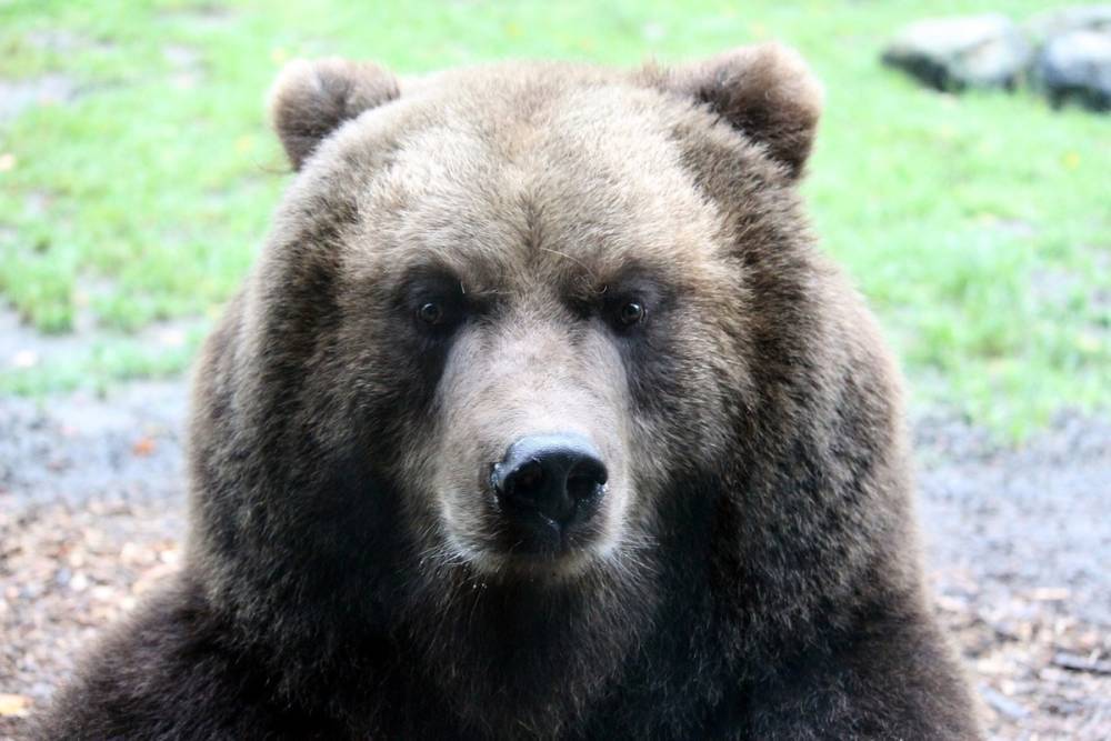 Еще трех медведей отстрелят в Красноярском крае