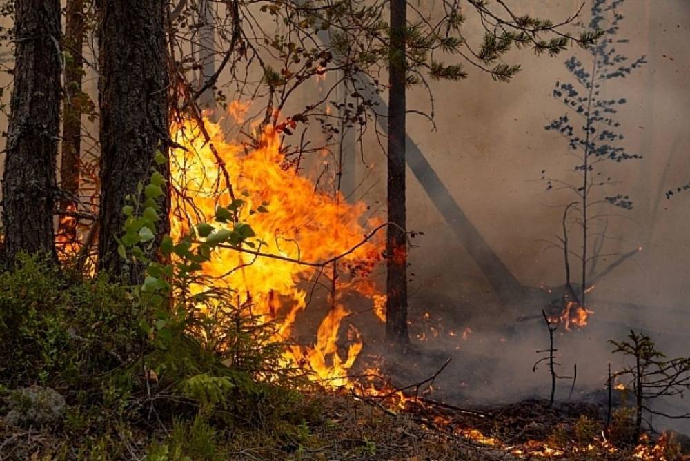 Смог от лесных пожаров в Якутии достиг Хакасии