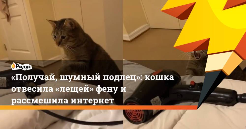 «Получай, шумный подлец»: кошка отвесила «лещей» фену и рассмешила интернет