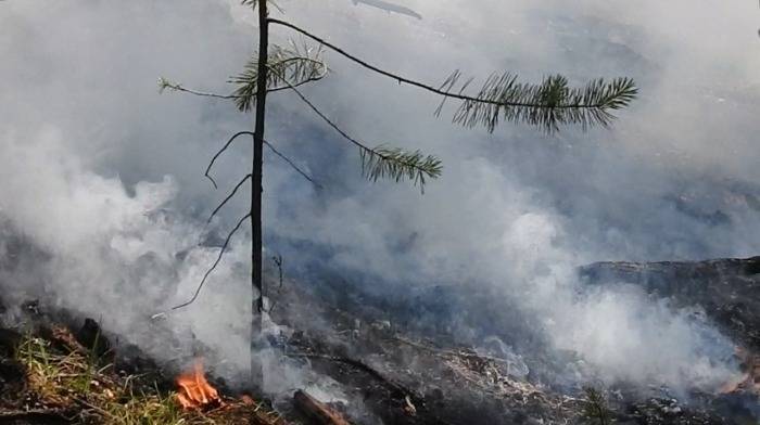 Площадь лесных пожаров в Башкирии превысила 2,1 тыс. га