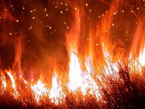 Жители Башкирии тушат лесной пожар ветками и ковриками (видео)