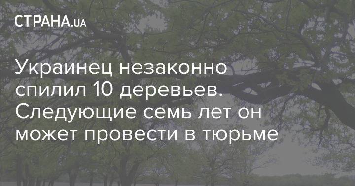 Украинец незаконно спилил 10 деревьев. Следующие семь лет он может провести в тюрьме