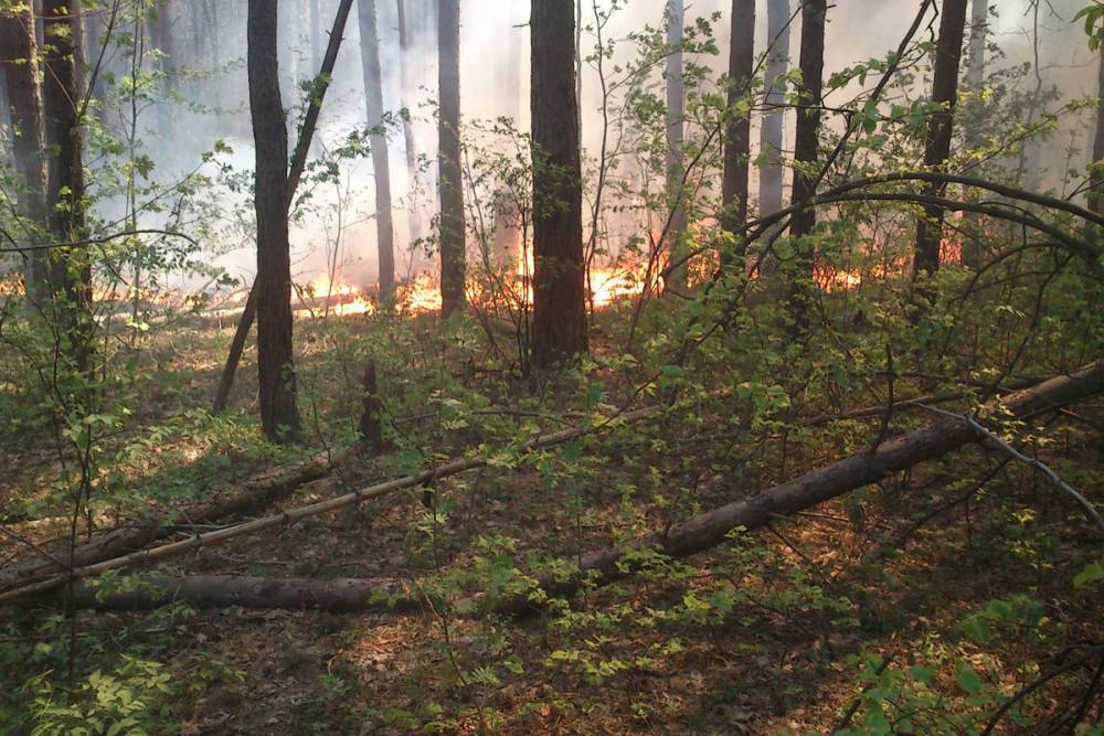 В Пензенской области за выходные потушили несколько лесных пожаров