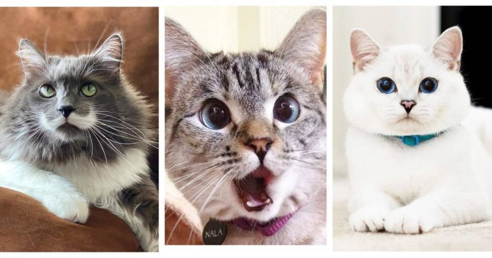 Милота зашкаливает: топ самых популярных Instagram-аккаунтов кошек
