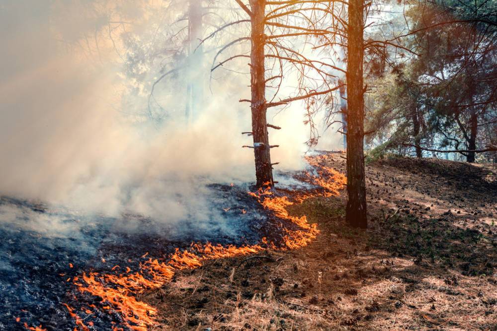 В Новгородской области стали чаще гореть леса