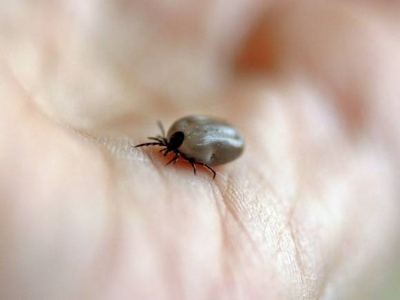 В Ленобласти с начала года более 4 тыс. человек пострадали от укусов клещей