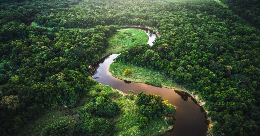 Ученые рассказали, что произойдет, если вырубить все леса Амазонии (фото)