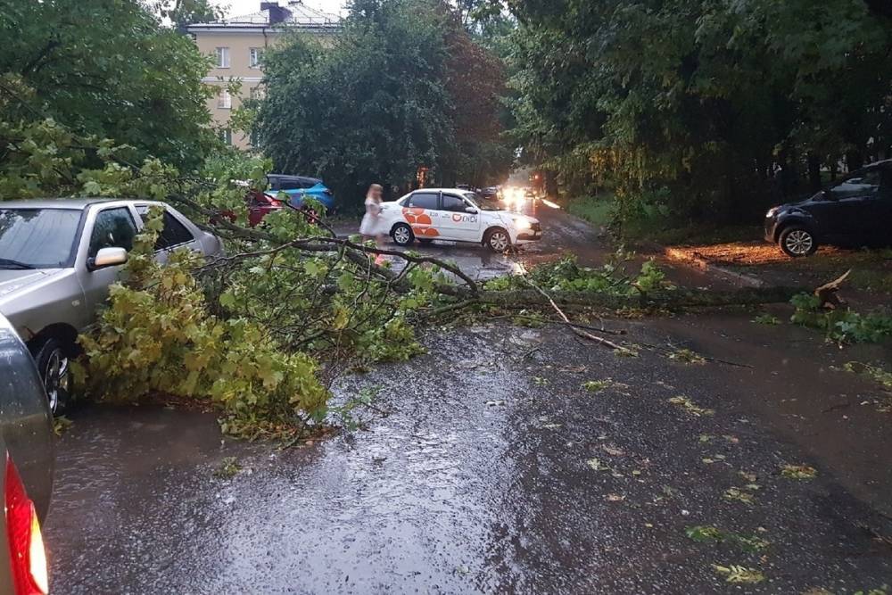 В Курске 2 августа ураганный ветер повалил 369 деревьев
