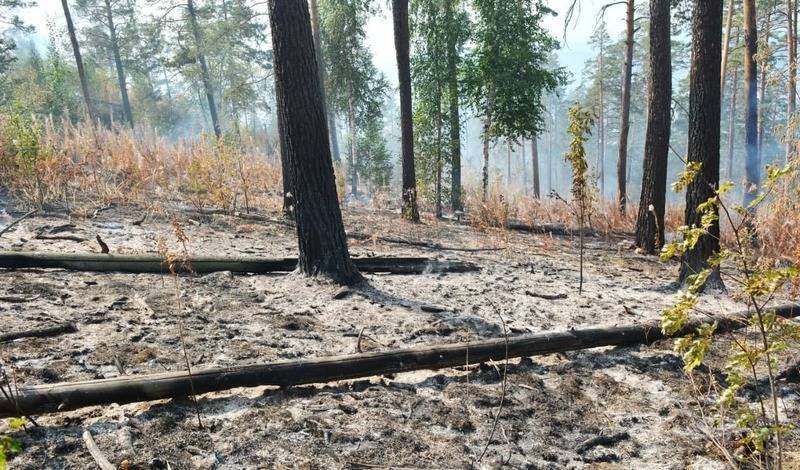 В Башкирии все лесные пожары локализованы