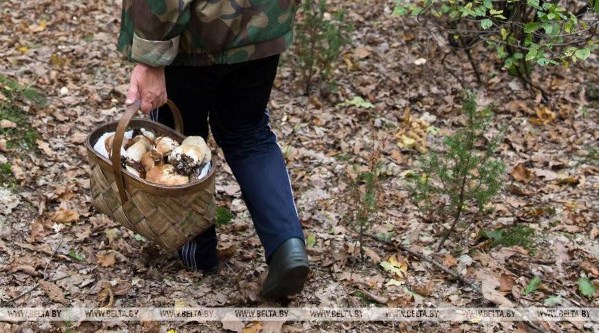 В Клецком и Каменецком районах нашли двух потерявшихся грибников