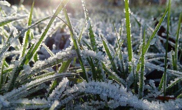 МЧС Тюменской области предупреждает о заморозках до -5 градусов