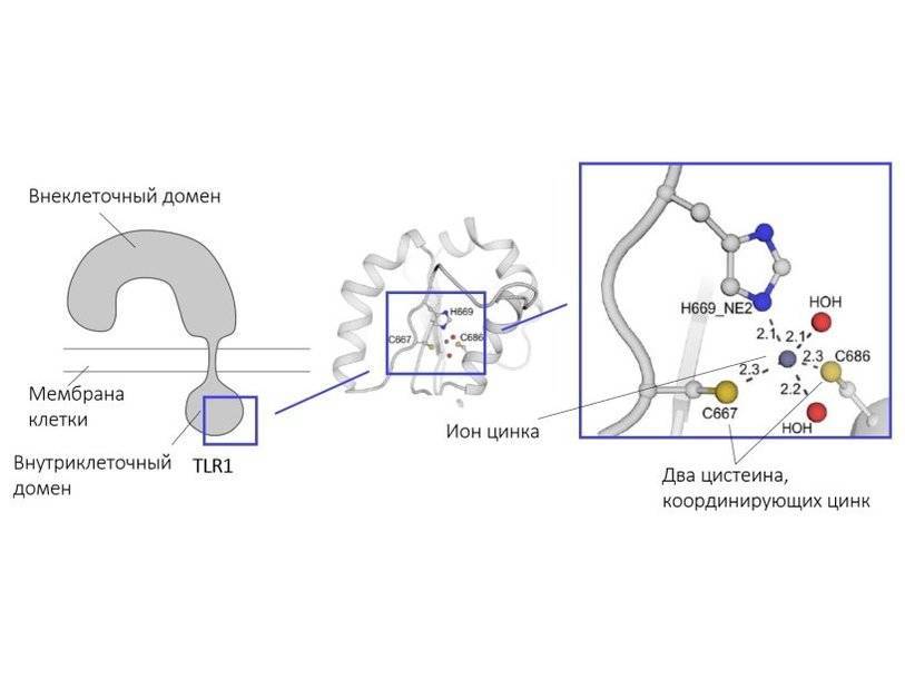 В важном для иммунной системы рецепторе TLR1 задействован ион цинка
