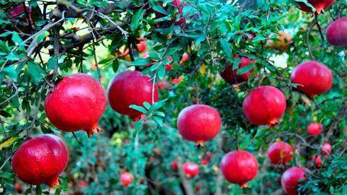 В Израиле резко подорожали фрукты прямо перед праздниками: в чем причина