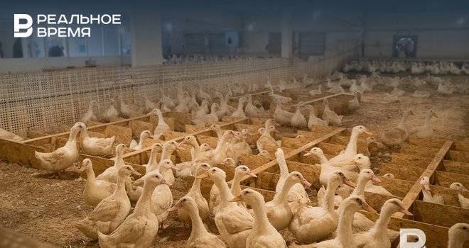 Под угрозой птичьего гриппа фермеров Татарстана призвали срочно… забивать птиц