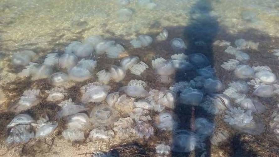 В Запорожской области хотят засудить Россию из-за нашествия медуз в Азовском море