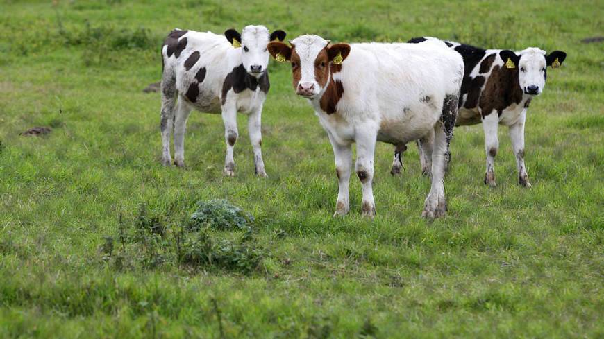 Австралийские ученые расшифровали мычание коров