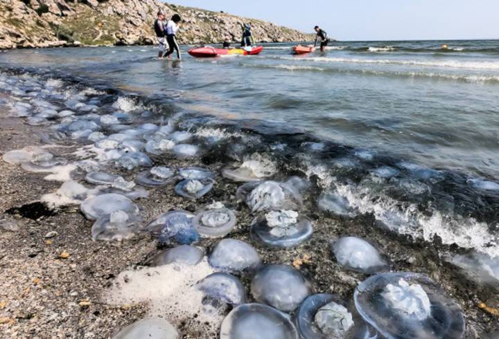 В Азовском море стало больше медуз