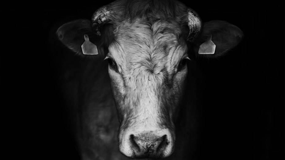 Молоко убежало: фермерские хозяйства столкнулись с натуральным кризисом