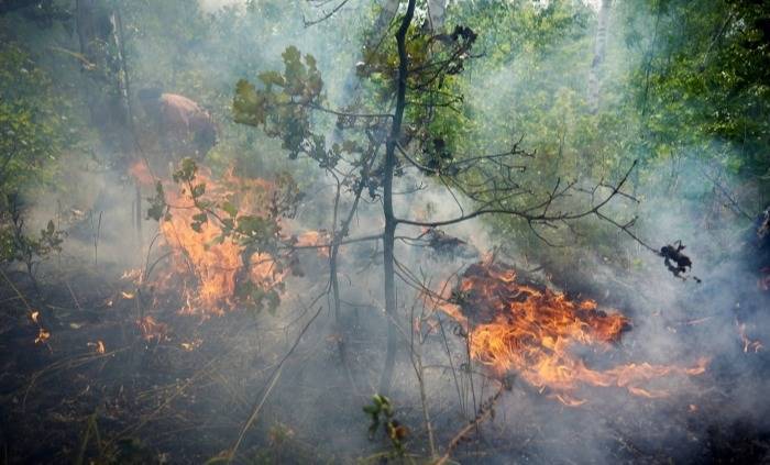 Власти Башкирии оценивают ущерб от лесных пожаров в 2021г в 21 млн руб., сгорело более 14 тыс. га леса