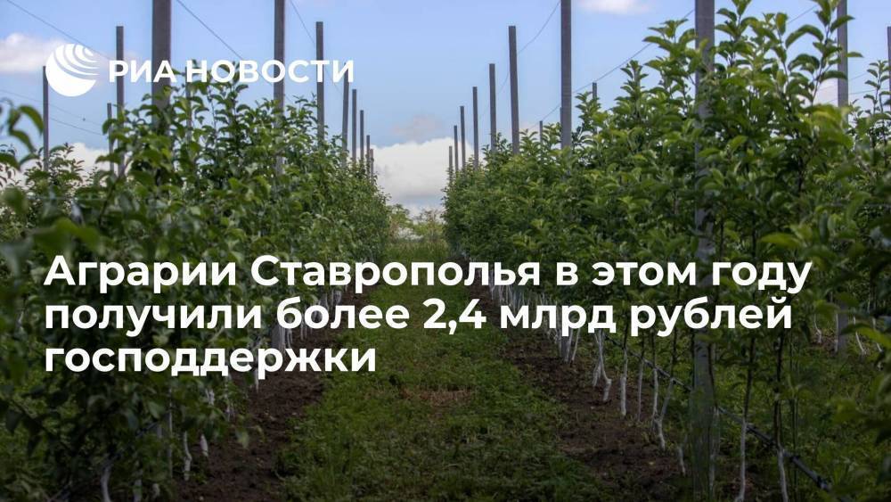 Аграрии Ставрополья в этом году получили более 2,4 млрд рублей господдержки